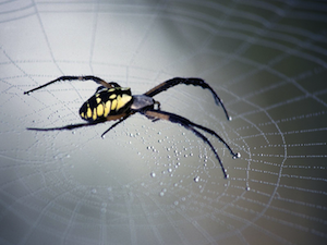 Image Credit:  http://wallpapers.wisdly.com/1600x1200/details.php?show=Black-and-Yellow-Argiope-Clearwater-Florida