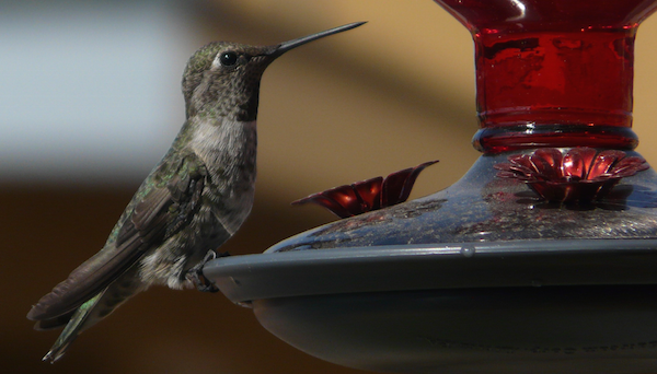 A hummingbird at our feeder.